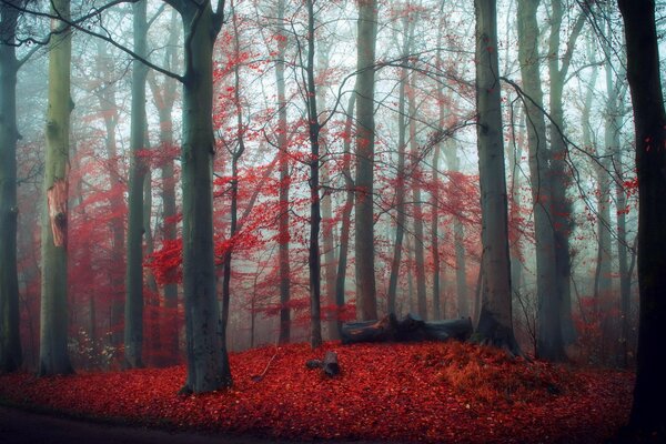 Red carpet in the autumn forest