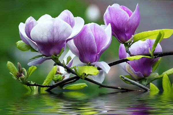 Ein Zweig mit violetten Blüten, der ins Wasser gefallen ist