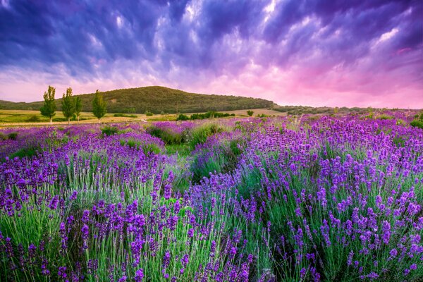 Cespugli di lavanda all alba