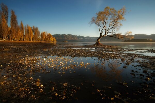 Autumn nature. Lake with yellowed trees