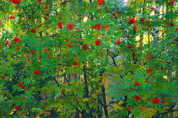 Passeggiata nella foresta di bacche