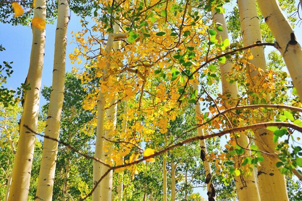 Aspen trees looking into the autumn blue sky