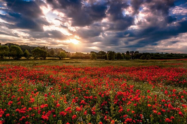 Poppy field with a general plan