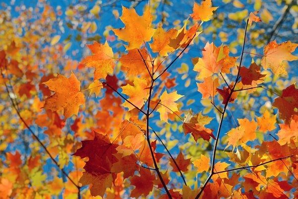 Ramitas de otoño de arce contra el cielo