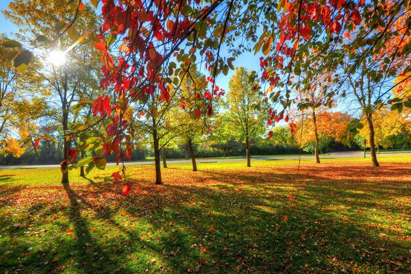 Jesienny park z żółtymi liśćmi