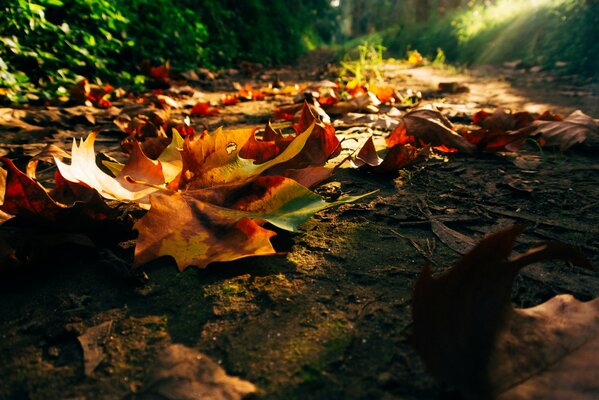 Hojas caídas de otoño amarillo