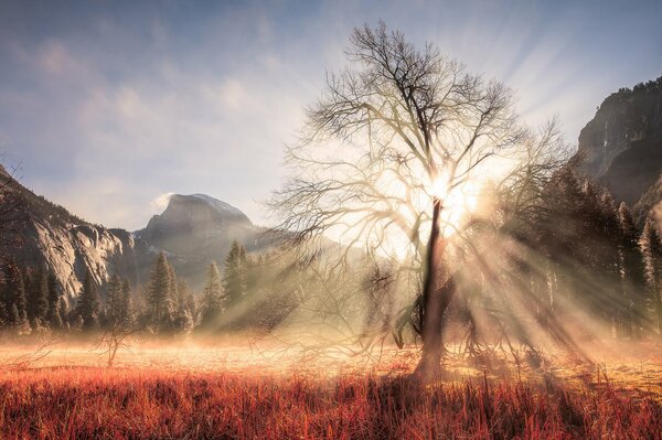 Árbol del parque nacional del estado de California. Árbol en el sol