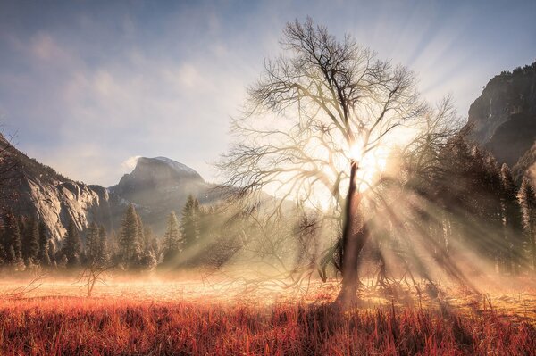 Drzewo Parku Narodowego stanu Kalifornia. Drzewo w promieniach słońca