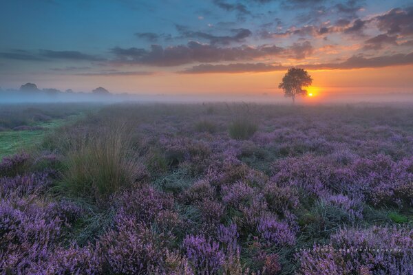 Evening in the Netherlands field