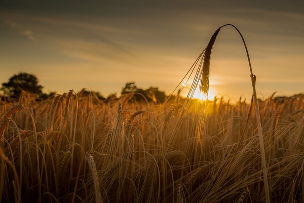 Coucher de soleil dans le champ. Blé au coucher du soleil