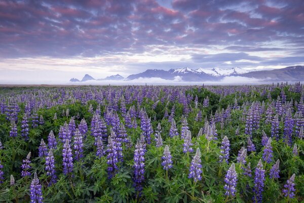 Field of lupins. Low clouds