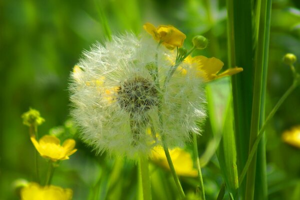 Flauschiger Löwenzahn im hellen Gras