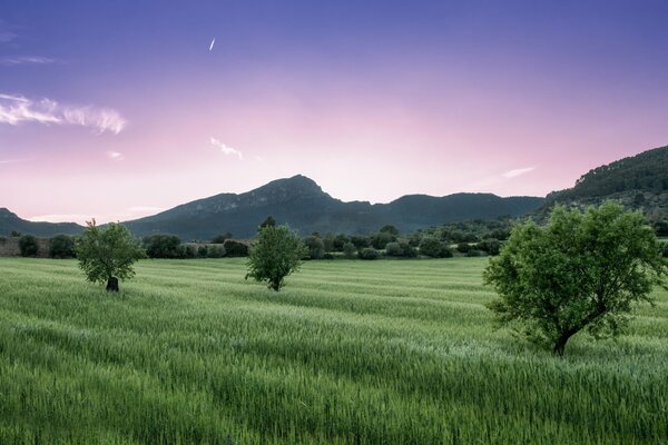 Campo verde en el fondo de la montaña y el cielo lila