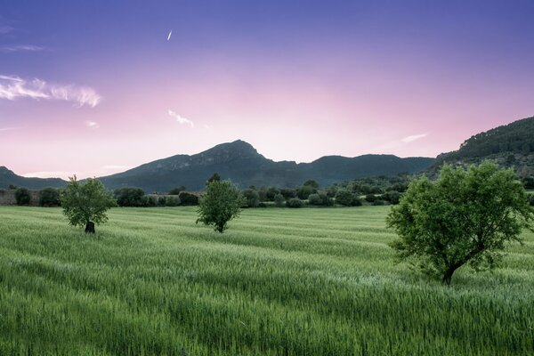 Campo verde su sfondo di montagna e cielo viola