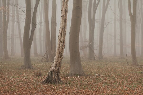 Autumn forest on a foggy morning