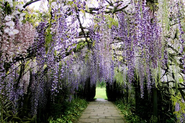 Passerelle dans le parc japonais avec glycines et Wisteria