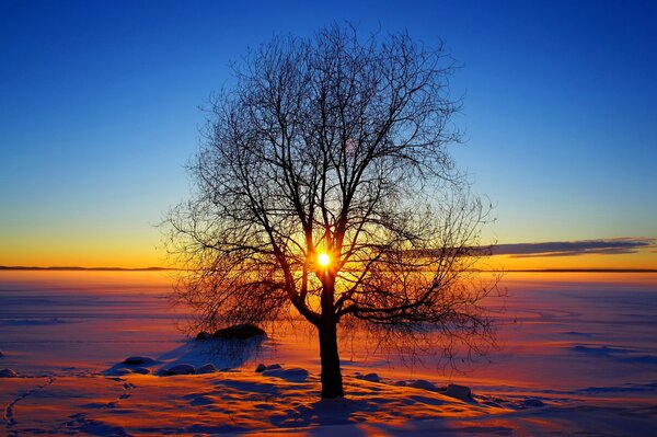 Sunset through the branches of a tree in winter