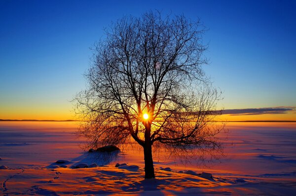 Солнечный закат сквозь ветви дерева зимой