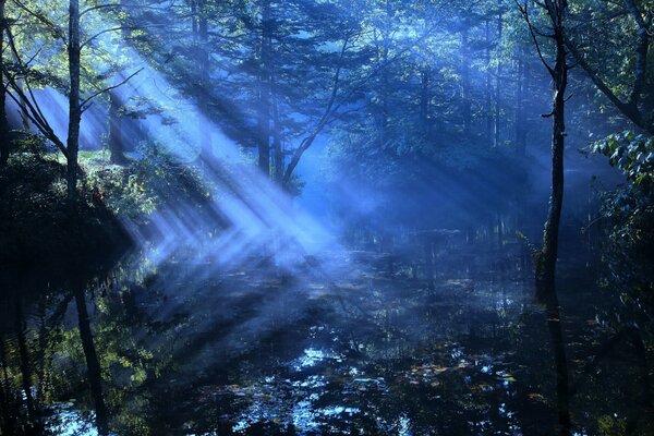 La lumière bleue se faufile à travers les arbres