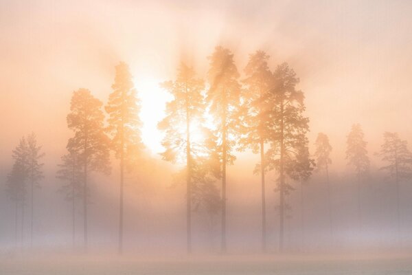 Winternebel Morgen im Wald