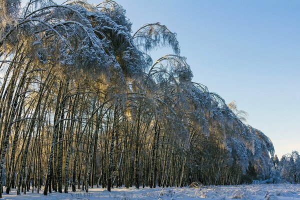 Thin trees bent under the pressure of snow and winter frost