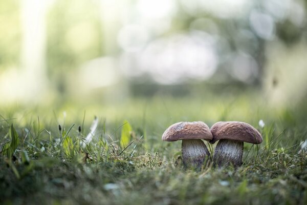 Due funghi in riflessi di erba verde