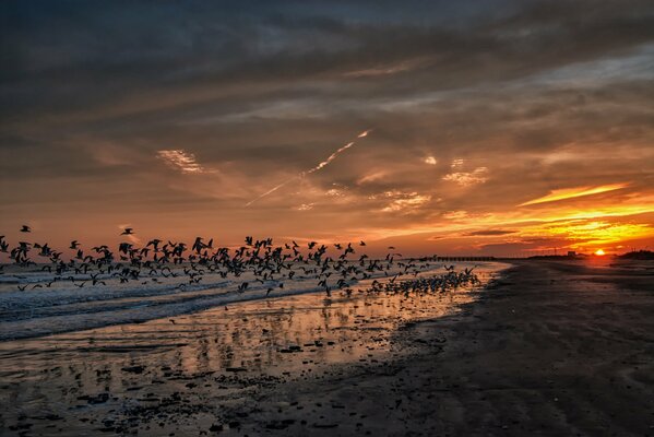 Tramonto in California con gabbiani e Spiaggia