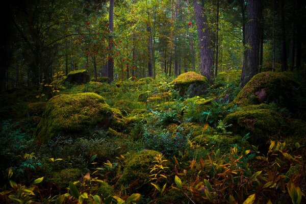 Moos im märchenhaften Herbstwald