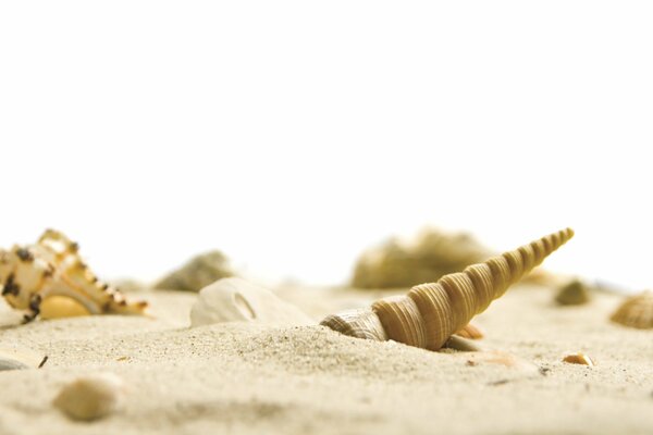 Schöne Muscheln im weißen Sand