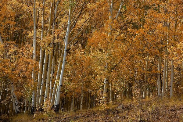 Yellowed leaves on trees in an autumn grove