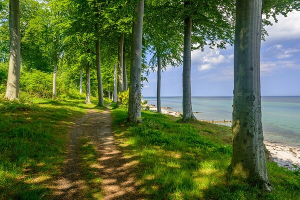 Sentiero nella foresta vicino alla riva