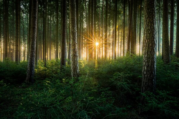 Alberi sotto il sole splendente