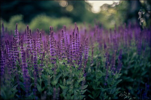 Lavender flowers on a green stem