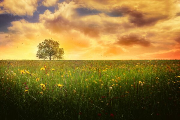 A lonely oak tree in a field