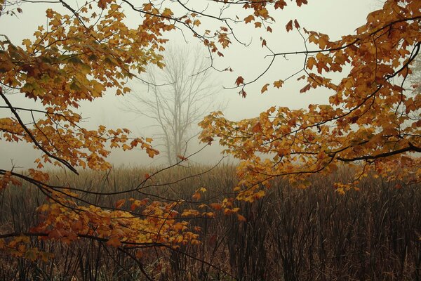 Golden autumn trees in the fog