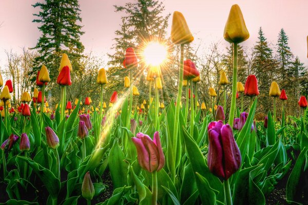 Tulips in the sun