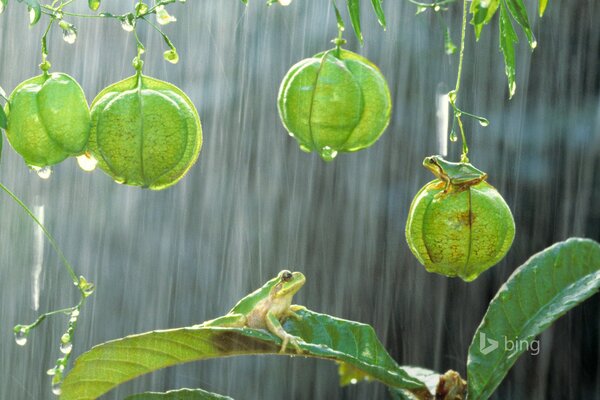 Raganella su una foglia verde sotto la pioggia