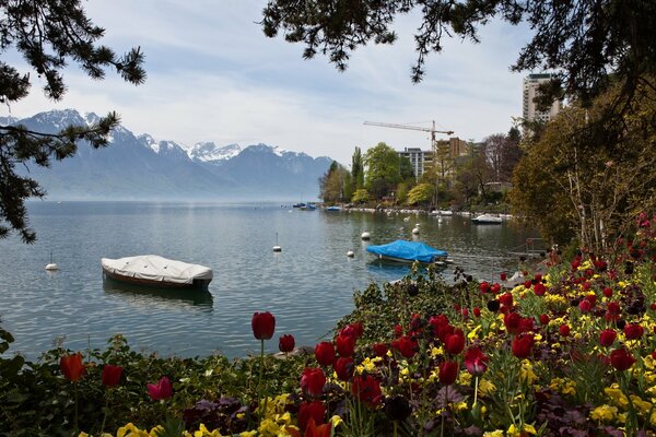 Sulla riva del Lago, tutto è coperto di tulipani