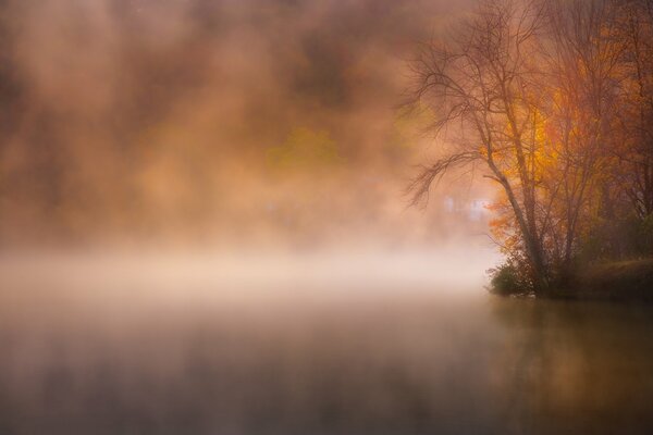 Lac brumeux dans le parc d automne