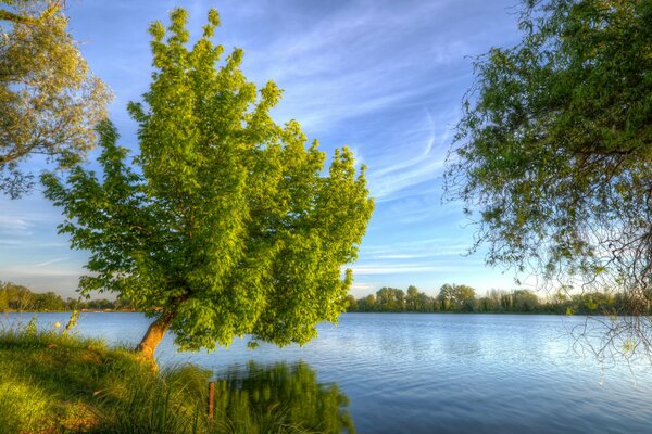 Drzewo nad błękitną rzeką z błękitnym niebem