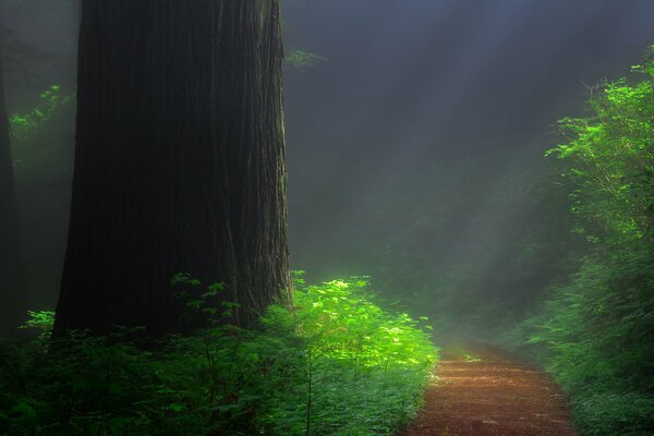 Wald-Tropen im Wald. Foto von Sequoia