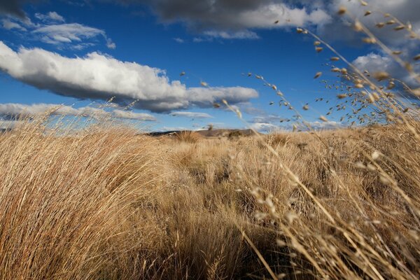 Goldenes Gras in einem Feld mit blauem Himmel