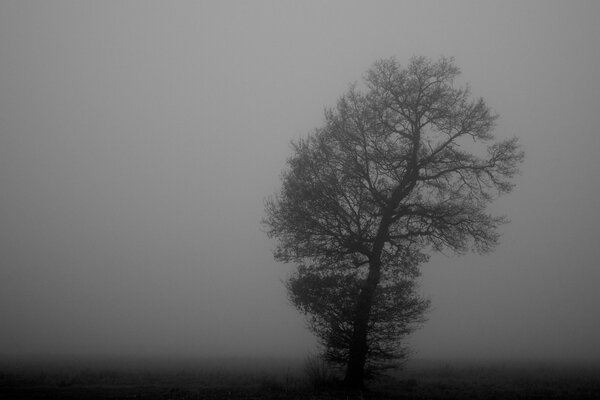 Monochrome foggy landscape with a tree