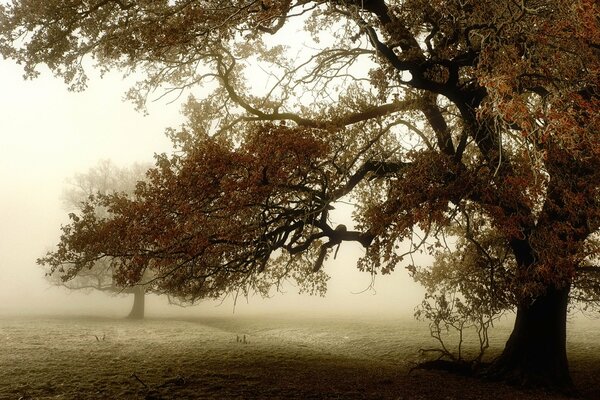 Image d un arbre par temps brumeux