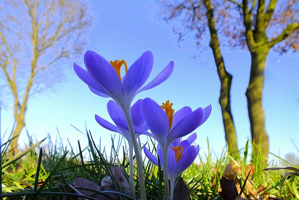 Crochi blu. fiori di primavera