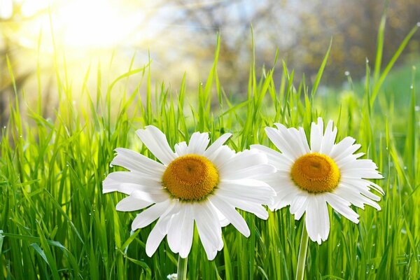 Deux marguerites dans l herbe verte