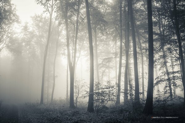 Nebel bedeckt die Kanten der Bäume