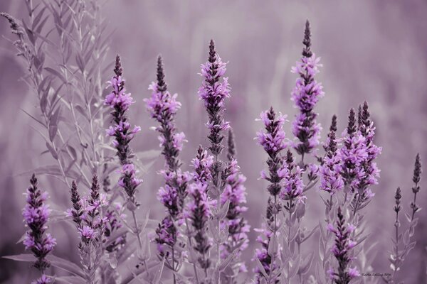 Prato di fiori con campi di lavanda 