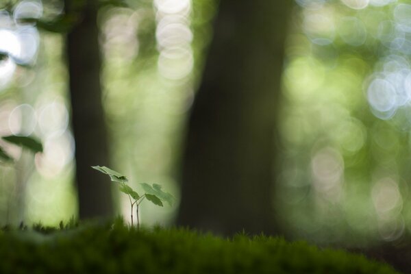 Green sprout in the forest background