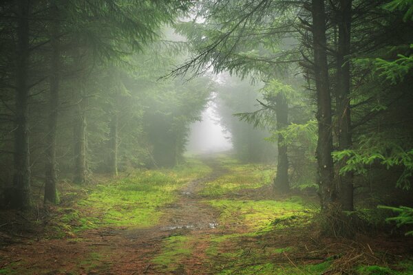 A misty forest stretching into the distance